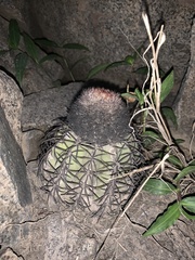 Melocactus peruvianus