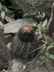 Melocactus peruvianus