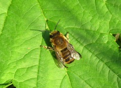 Osmia aurulenta