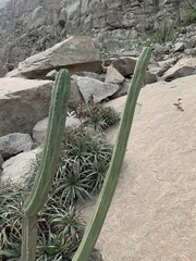 Trichocereus macrogonus peruvianus
