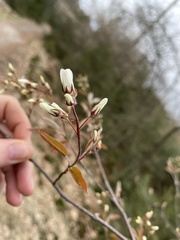 Amelanchier × lamarckii