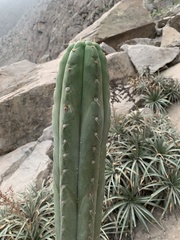 Trichocereus macrogonus peruvianus
