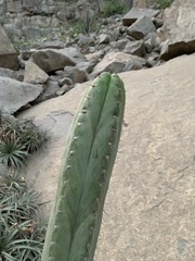 Trichocereus macrogonus peruvianus