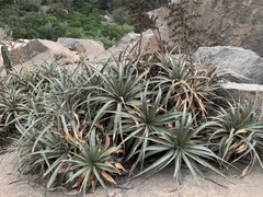 Puya roezlii