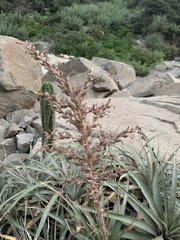 Puya roezlii