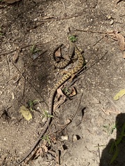 Elgaria multicarinata webbii