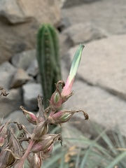 Puya roezlii