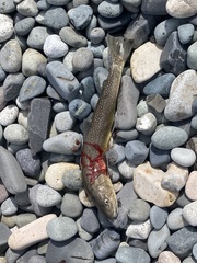 Salvelinus confluentus