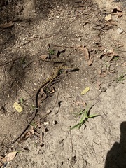 Elgaria multicarinata webbii