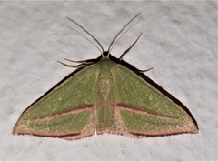 Chlorerythra rubriplaga