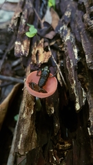 Eleutherodactylus leprus