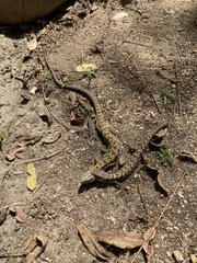 Elgaria multicarinata webbii