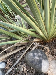 Elgaria multicarinata webbii