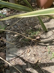 Elgaria multicarinata webbii