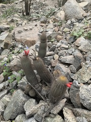 Loxanthocereus acanthurus