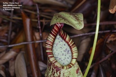 Nepenthes rafflesiana