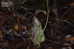 Nepenthes rafflesiana