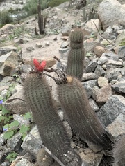 Loxanthocereus acanthurus