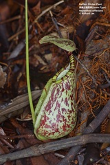 Nepenthes rafflesiana