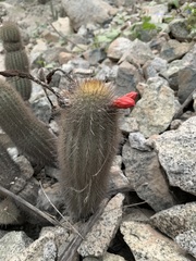 Loxanthocereus acanthurus