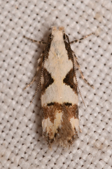 Chionodes sistrella