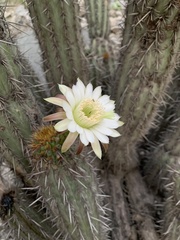 Haageocereus acranthus