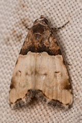 Cobubatha dividua