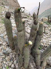 Haageocereus acranthus