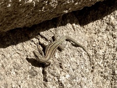 Podarcis guadarramae