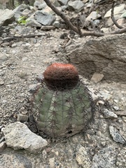 Melocactus peruvianus