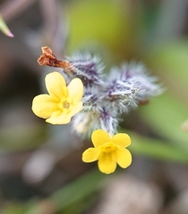 Myosotis persoonii