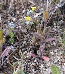 Myosotis persoonii