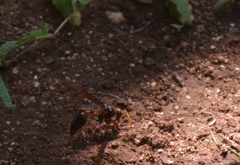 Delta pyriforme circinale