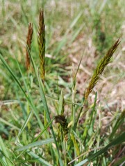 Alopecurus myosuroides