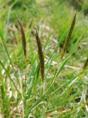 Alopecurus myosuroides