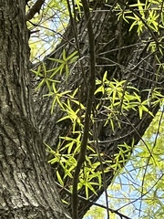 Quercus phellos