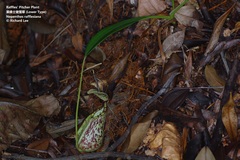 Nepenthes rafflesiana