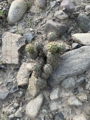 Cumulopuntia sphaerica