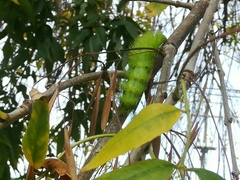 Automeris coresus