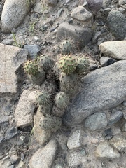 Cumulopuntia sphaerica
