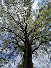 Quercus phellos
