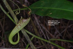 Nepenthes rafflesiana