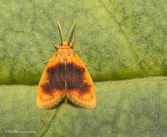 Rhodographa phaeoplaga