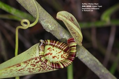 Nepenthes rafflesiana