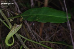 Nepenthes rafflesiana