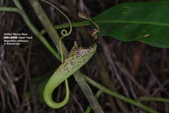 Nepenthes rafflesiana