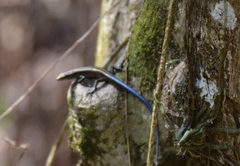 Emoia caeruleocauda