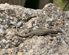 Podarcis guadarramae