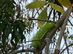 Automeris coresus