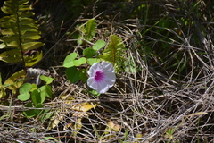Ipomoea littoralis